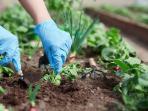 Bukannya Subur, Tanaman Bisa Mati Karena 4 Kesalahan dalam Memberi Pupuk Ini 