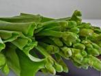 Jarang Diketahui, Ini 6 Manfaat Sayur Genjer untuk Kesehatan Tubuh