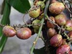 Ketahui, Ini Berbagai Macam Manfaat Buah Matoa untuk Kesehatan