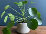 Sederet Tanaman Hias yang Baik Ada di Rumah Menurut Feng Shui