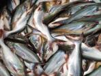 Tak Banyak yang Tahu, Ini 4 Manfaat Konsumsi Ikan Patin untuk Kesehatan