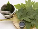 Tak Banyak yang Tahu, Ternyata Minum Teh Daun Pepaya Punya Banyak Manfaat untuk Kesehatan