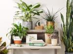 3 Rekomendasi Tanaman untuk Meningkatkan Oksigen di Rumah