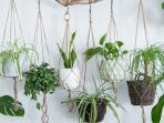 Bisa Bikin Udara Lebih Sejuk, Coba Taruh 7 Tanaman Hias Ini dalam Rumah