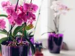 Ingin Bunga Anggrek Mekar dalam Waktu Lama? Begini Cara Memilih Bibit yang Unggul