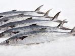 Macam-macam Ikan yang Punya Kandungan Omega 3 Tinggi Ampuh Cegah Stroke Dijamin Harganya Murah Meriah