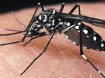 Malaria Bisa Menjadi Parah Infeksinya Jika Menyerang Orang dengan 3 Kondisi Ini