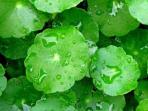 Simak Penjelasan Ahli Dermatologi Mengenai Manfaat Centella Asiatica untuk Menyembuhkan Bekas Luka 