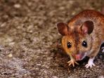 Ternyata Ini 4 Penyebab Munculnya Tikus di Dalam Rumah