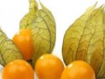 Biasa Tumbuh Liar, Ternyata Ini Berbagai Manfaat Menakjubkan dari Buah Ceplukan