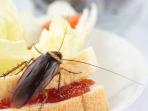 Dapur Bebas Serangga, Usir Kecoak, Semut, Lalat, dan Tikus dengan 5 Cara Ini