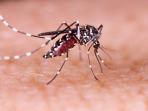 Jangan Sampai Salah, Ini Bedanya Penyakit Infeksi Chikungunya dan Demam Berdarah