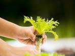 Tertarik dengan Buah dan Sayur Hidroponik? Pilih 4 Tanaman Ini untuk Mulai Bercocok Tanam 