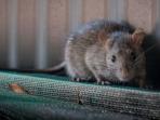 Cara Usir Tikus yang Berdiam di Plafon Rumah