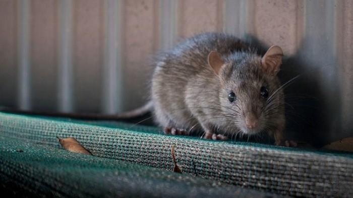 Cara Usir Tikus yang Berdiam di Plafon Rumah