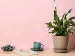 Ingin Rumah Terasa Lebih Sejuk? 4 Tanaman Ini Bisa Meredakan Hawa Panas