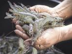 Jangan Beli dan Masak Udang dengan Ciri-ciri Ini, Bisa Sebabkan Keracunan