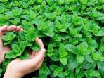 Ketahui Girls, Ini Berbagai Manfaat Daun Mint untuk Kecantikan Kulit 