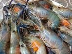 Sebelum Membelinya, Pastikan Udang Memiliki 3 Ciri Ini