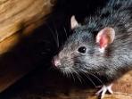 Lakukan 6 Cara Ini Dijamin Tikus Kabur dari Plafon Rumahmu
