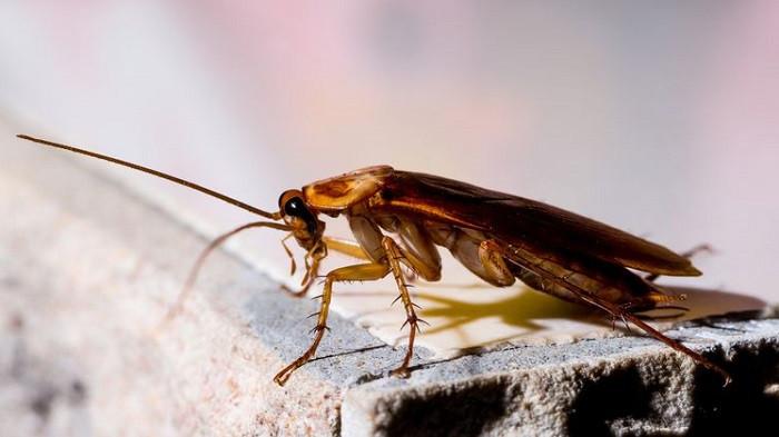 Mudah dan Cepat, Ini 4 Cara Mengusir Kecoa yang Menakutkan dari Rumah