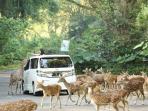 Cek Harga Tiket Taman Safari Bogor di Libur Panjang Nataru 2022