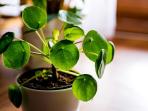 3 Tanaman Hias yang Mendatangkan Keberuntungan di Tahun 2023
