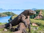 Cek Harga Terbaru Tiket Masuk Taman Nasional Komodo di NTT Termurah Rp 3.000