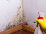 Ketahui Cara Menghilangkan Jamur di Rumah 