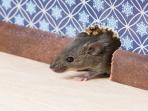 Tips Mudah Mengusir Tikus di Plafon Rumah Dijamin Ampuh