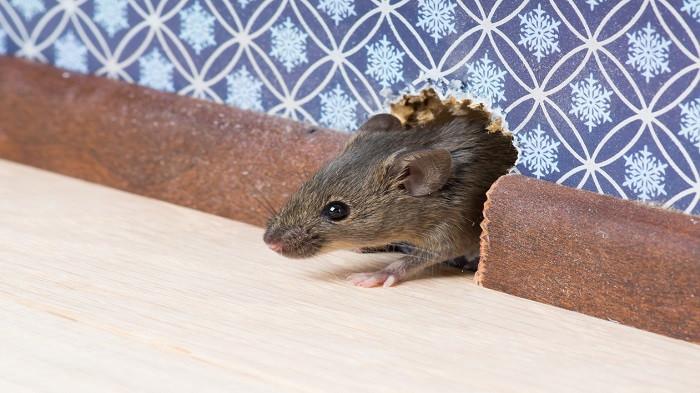 Tips Mudah Mengusir Tikus di Plafon Rumah Dijamin Ampuh