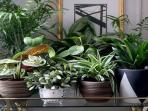 5 Tanaman Hias yang Bisa Membuat Sejuk Rumah
