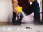 Jangan Diinjak! Lebih Baik Coba 4 Cara Membuat Semprotan Pembasmi Kecoa