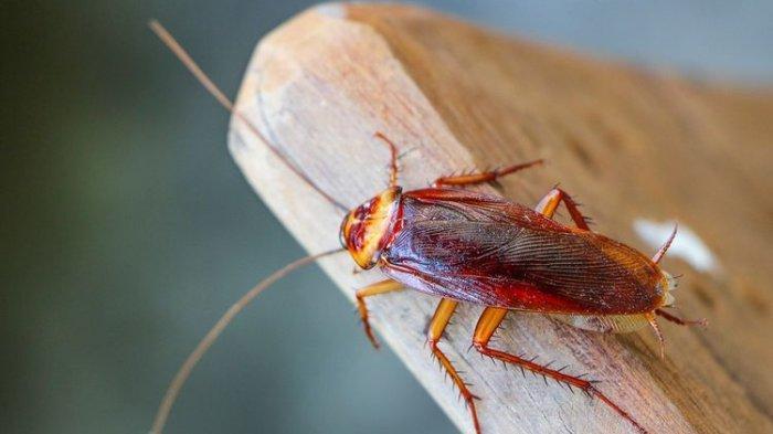 Ketahui, Begini Cara Mengusir Kecoa dari Rumah dengan Cepat 
