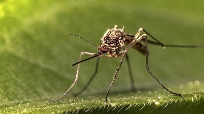 Ternyata Ini Warna Cat Tembok yang Disukai dan Dibenci Nyamuk