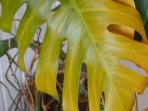 Ini Penyebab dan Cara Mengatasi Daun Monstera yang Menguning