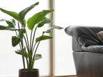 Rekomendasi Tanaman yang Cocok untuk Mempercantik Rumah Minimalis