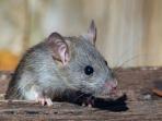 Cara Ampuh Membasmi Tikus di Rumah secara Alami Tanpa Racun