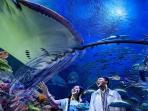 Cek Harga Tiket Sea World Ancol 2023 dan Cara Belinya Buat Liburan Akhir Pekan