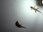 3 Cara Mudah Usir Cicak di Rumah Pakai Bahan Alami