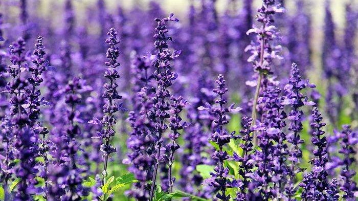 Gambar lavender (Tribunnews.com) 