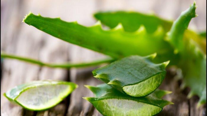 Gambar lidah buaya (TribunJogja.com) 