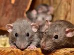 Hanya Modal Cabai, Tikus yang Berkeliaran di Rumah Dijamin Langsung Ngibrit