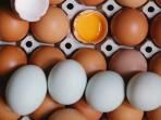 Perbedaan Telur Warna Coklat dan Putih, Perternak Jelaskan Faktanya