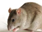 Wajib Tahu, Begini Cara Menghilangkan Bau Busuk Bangkai Tikus di Plafon Rumah 