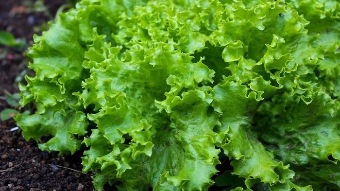 6 Efek Samping Daun Selada yang Biasa Jadi Lalapan dan Bisa Turunkan Berat Badan