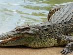 Bocah 10 Tahun Diterkam Buaya, Kenali Dulu Ciri-Ciri Sungai yang Terdapat Buaya 