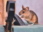 Tikus Sering Masuk Rumah Saat Musim Hujan, Lakukan 6 Cara Ampuh Ini untuk Mencegahnya