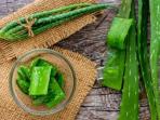 Wajib Tahu, Ini Khasiat Lidah Buaya Sebagai Obat Alami Asam Lambung