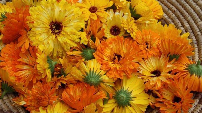 Gambar Bunga Calendula (TribunPalu.com) 